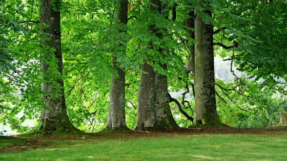 a photograph of a copse of trees with green leaves