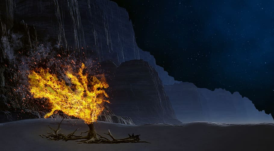 image of a burning bush in the desert