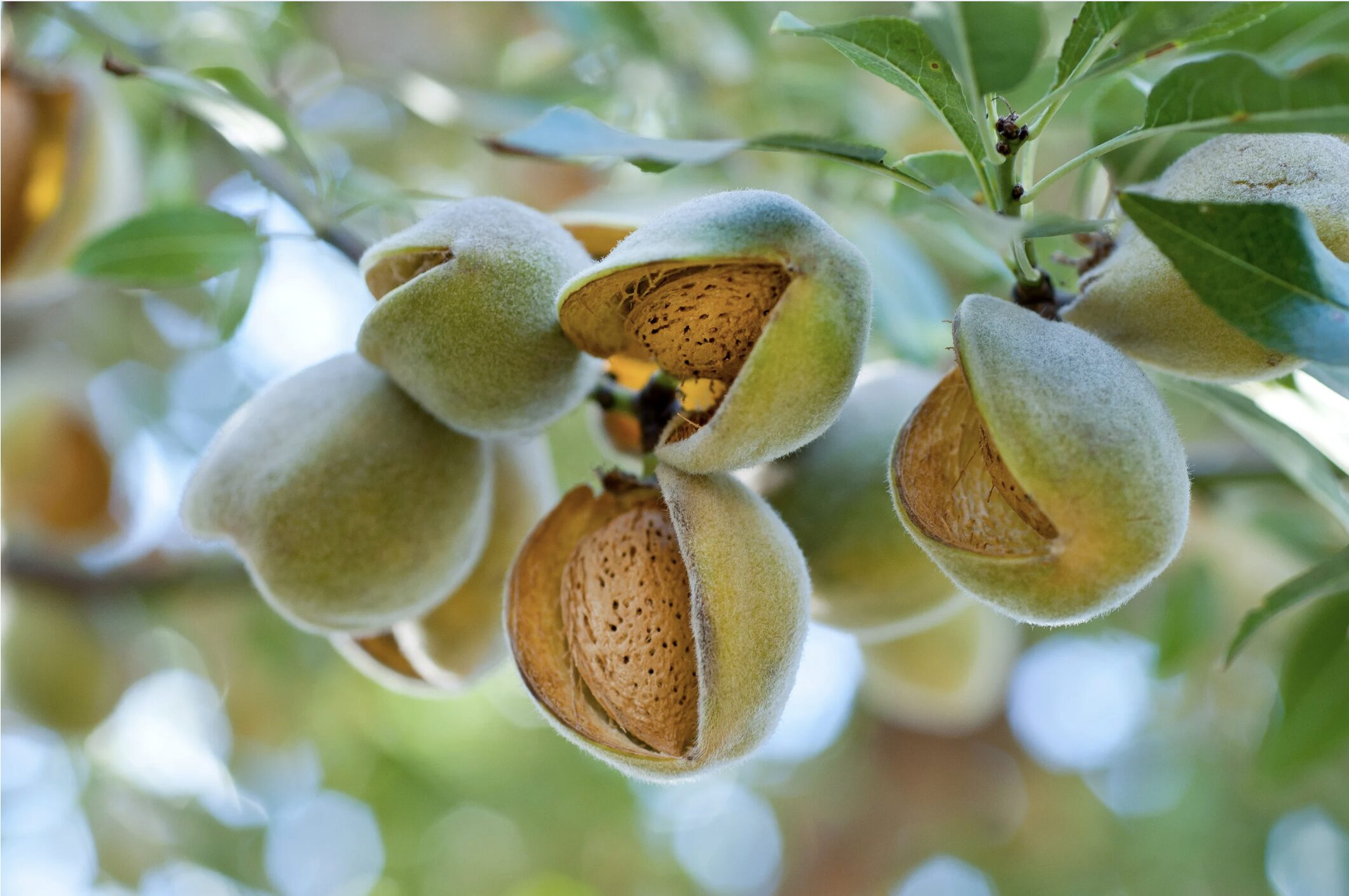 Waking the World: Tu B’shvat, the Almond Tree, and Our Sacred Responsibility